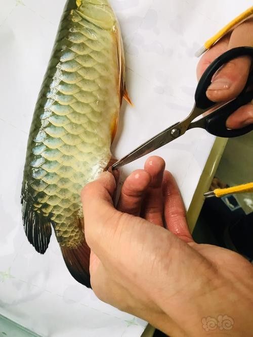 龍魚用什么麻藥好一點