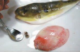 龍魚眼有白點怎么消除：龍魚眼睛出現(xiàn)白點可能是由于水質(zhì)問題，龍魚白點病因及預(yù)防措施