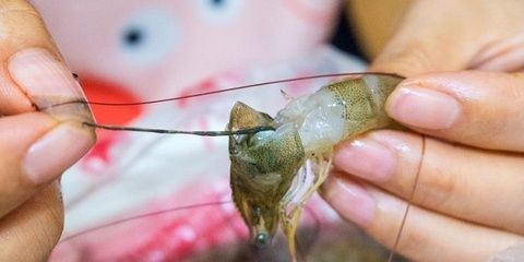 龍魚眼有白點怎么消除：龍魚眼睛出現白點可能是由于水質問題，龍魚白點病因及預防措施
