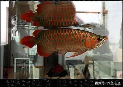 白子招財(cái)龍魚(yú)好養(yǎng)嗎怎么養(yǎng)：白子招財(cái)龍魚(yú)招財(cái)龍魚(yú)飼養(yǎng)注意事項(xiàng)白子招財(cái)龍魚(yú)飼養(yǎng)方法