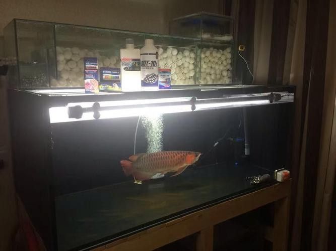 魟魚可以和龍魚一起養(yǎng)嗎圖片