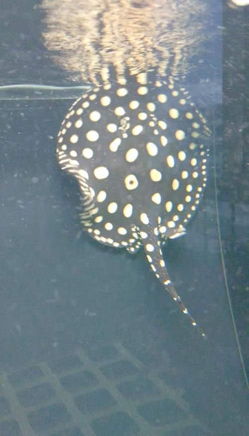 魟魚可以和龍魚一起養(yǎng)嗎圖片