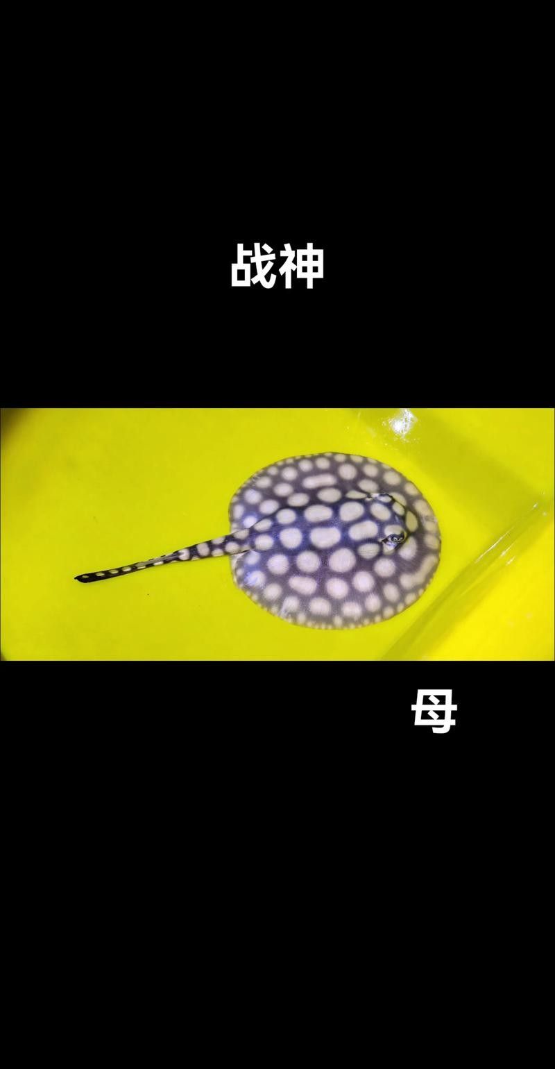 魟魚可以和龍魚一起養(yǎng)嗎圖片