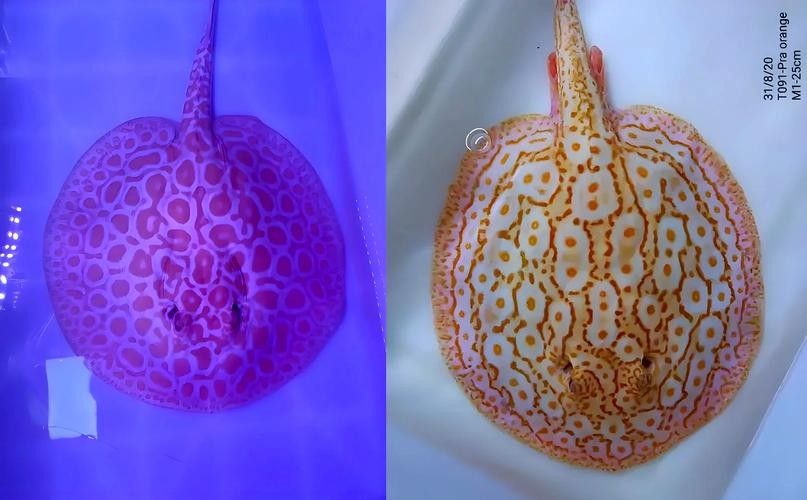 魟魚可以和龍魚一起養(yǎng)嗎圖片