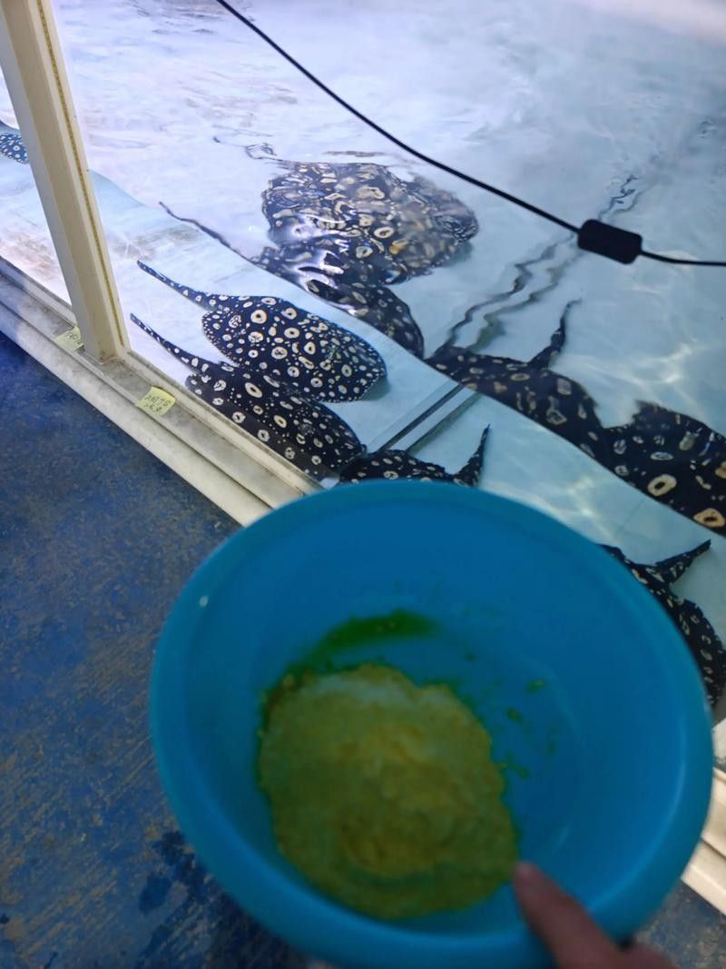 魟魚可以和龍魚一起養(yǎng)嗎圖片