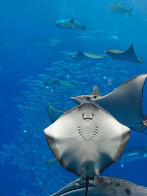 魟魚可以和龍魚一起養(yǎng)嗎圖片