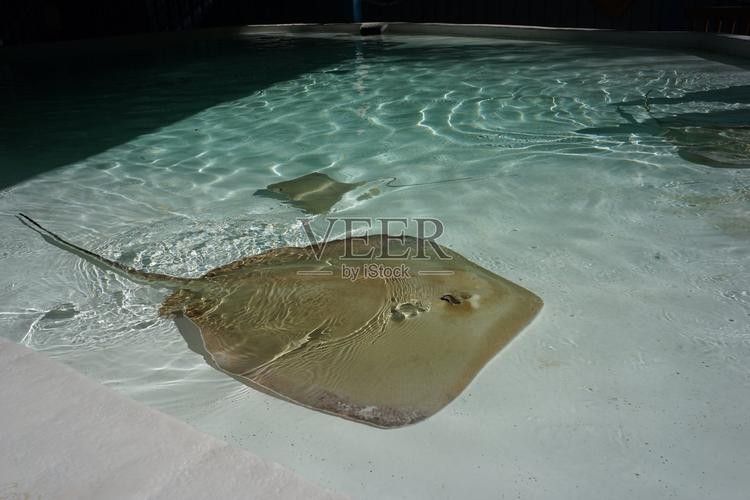 魟魚可以和龍魚一起養(yǎng)嗎圖片