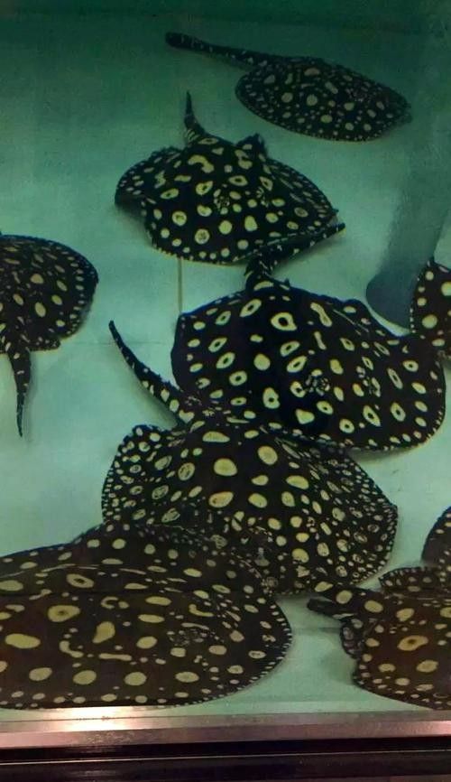 魟魚可以和龍魚一起養(yǎng)嗎圖片