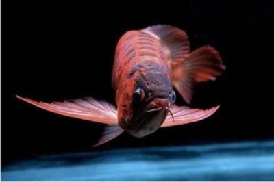 紅龍魚眼睛里有白色物體（紅龍魚眼睛里的白色物體可能是由于多種原因造成的）