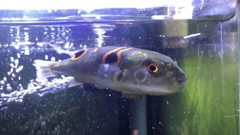 龍魚吃河豚嗎會死嗎：龍魚吃了河豚會死嗎