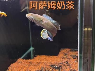 奶茶雷龍魚怎么配對的呢：奶茶雷龍魚的配對