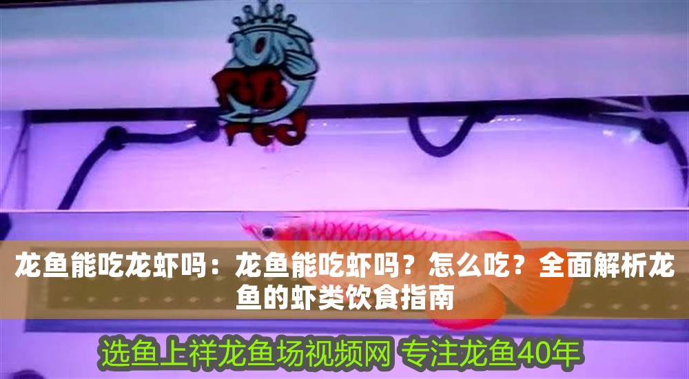 龍魚能吃龍蝦嗎：龍魚能吃蝦嗎？怎么吃？全面解析龍魚的蝦類飲食指南