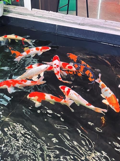 如何選擇適合的龍魚飼料：選擇適合的龍魚飼料需要考慮哪些因素