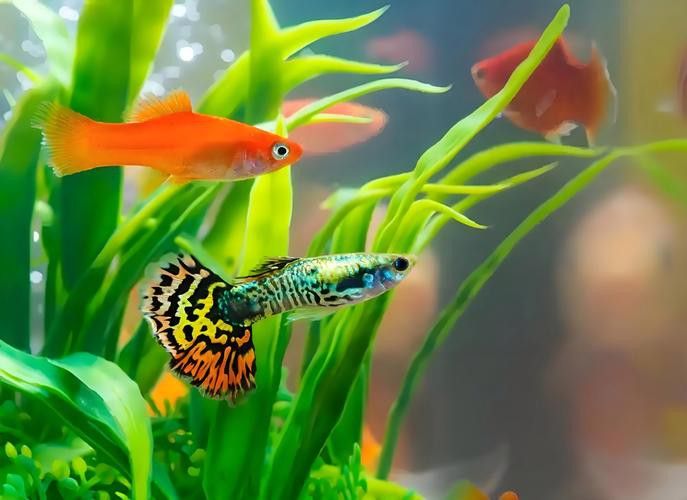如何選擇適合的龍魚飼料：選擇適合的龍魚飼料需要考慮哪些因素