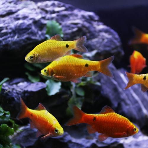 如何選擇適合的龍魚飼料：選擇適合的龍魚飼料需要考慮哪些因素