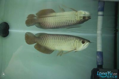 30厘米金龍魚多大了：30厘米長的金龍魚在家庭飼養(yǎng)條件下可以被視為接近成年的階段
