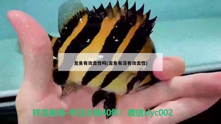 龍魚有沒有攻擊性：如何判斷龍魚是否具有攻擊性？