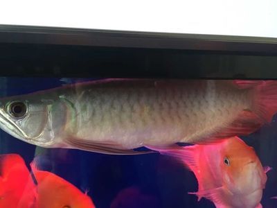 龍魚之巔吧百度貼吧：龍魚之巔吧百度貼吧是一個專注于龍魚交流的網絡社區
