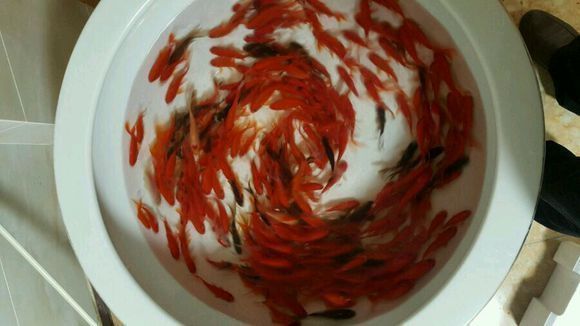 龍魚之巔吧百度貼吧：龍魚之巔吧百度貼吧是一個專注于龍魚交流的網絡社區