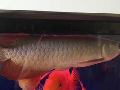 龍魚之巔吧百度貼吧：龍魚之巔吧百度貼吧是一個專注于龍魚交流的網絡社區