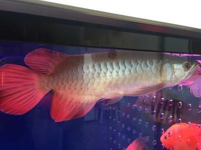 龍魚之巔吧百度貼吧：龍魚之巔吧百度貼吧是一個專注于龍魚交流的網絡社區