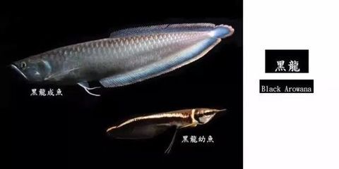龍魚品種圖鑒介紹：龍魚品種介紹