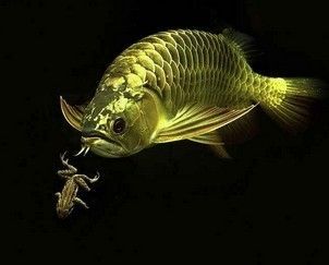 龍魚為什么吐食：龍魚吐食可能由多種因素引起