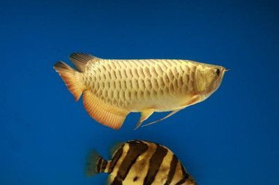 金龍魚好養么視頻：金龍魚好養嗎，