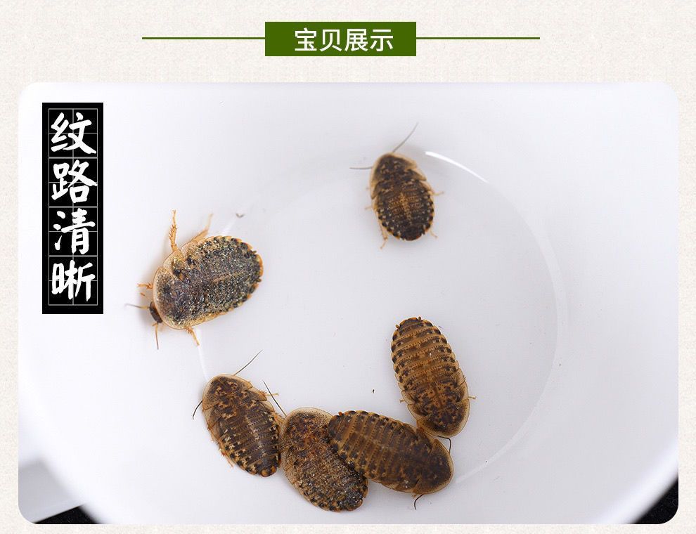 龍魚吃蟑螂好嗎龍魚吃蟑螂好嗎：龍魚吃蟑螂好嗎