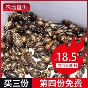 龍魚吃蟑螂好嗎龍魚吃蟑螂好嗎：龍魚吃蟑螂好嗎