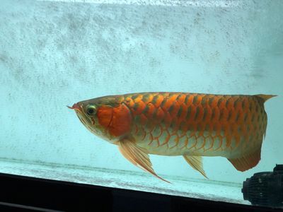 紅龍魚怎么才能發(fā)色快些：紅龍魚發(fā)色的幾個重要因素和方法
