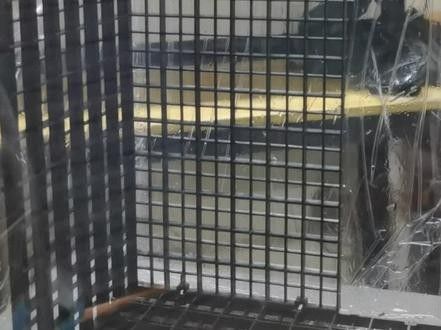 雷龍魚背景選擇圖片