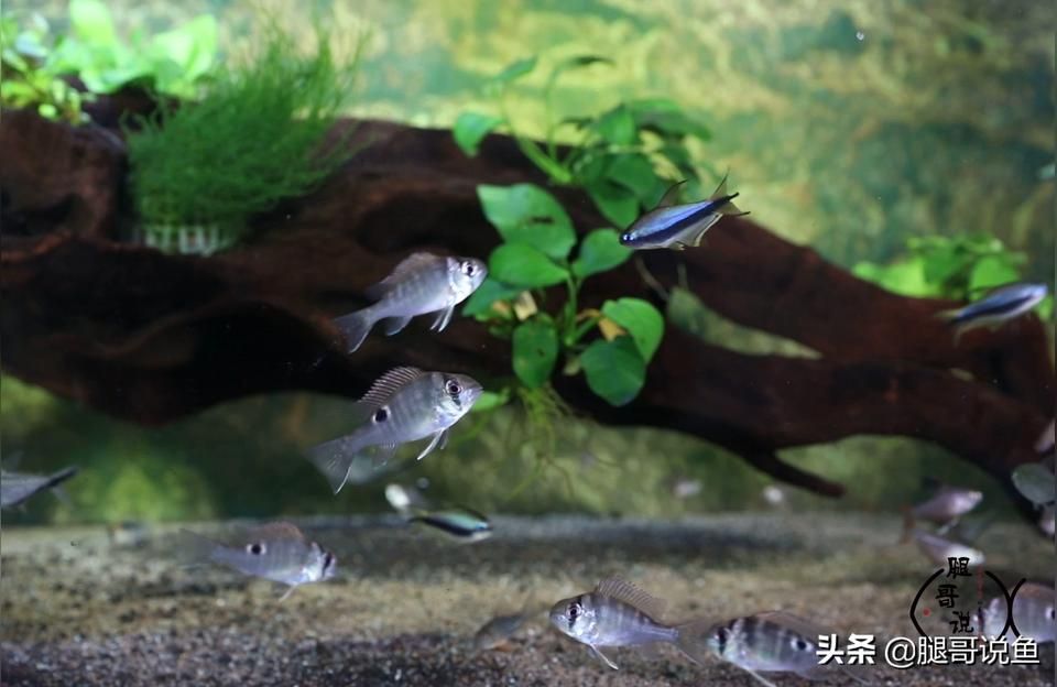 圣塔倫大湖魚(yú)