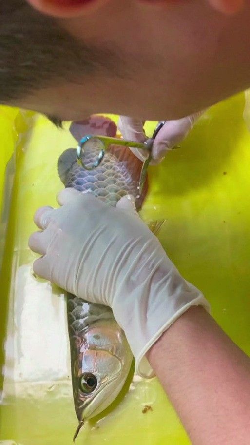 給金龍魚做手術還要縫線嗎圖片 給金龍魚做手術還要縫線嗎圖片 龍魚百科 第3張