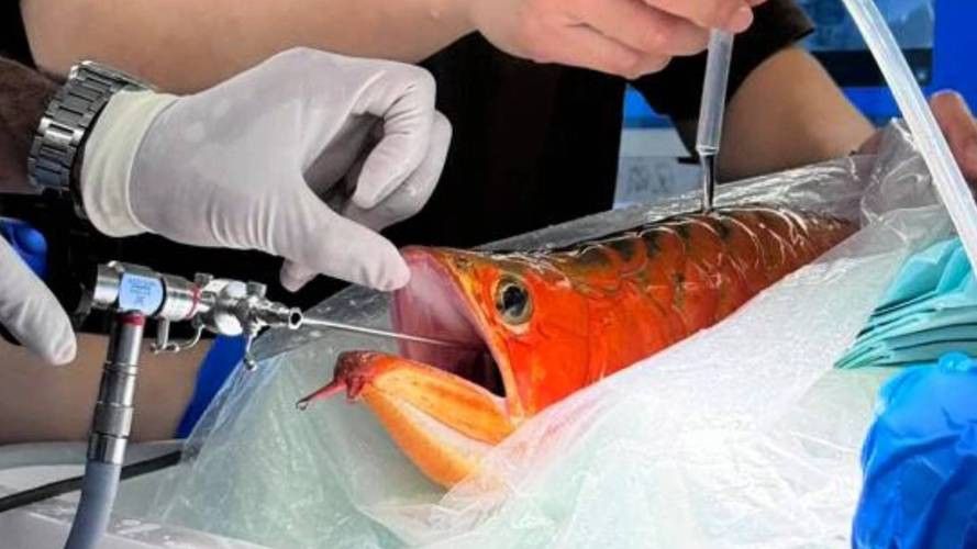 給金龍魚做手術還要縫線嗎圖片 給金龍魚做手術還要縫線嗎圖片 龍魚百科 第15張