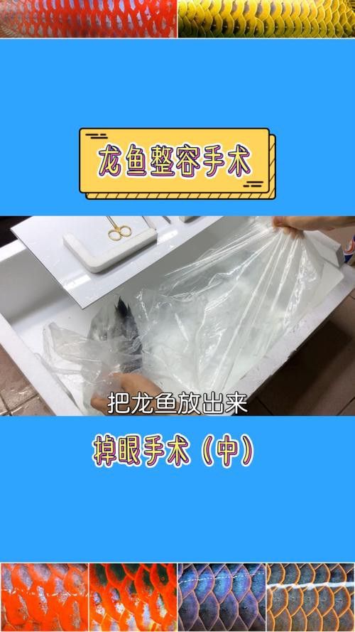 給金龍魚做手術還要縫線嗎圖片 給金龍魚做手術還要縫線嗎圖片 龍魚百科 第17張