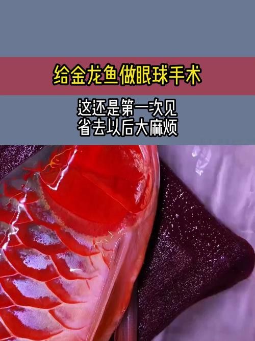 給金龍魚做手術還要縫線嗎圖片 給金龍魚做手術還要縫線嗎圖片 龍魚百科 第22張