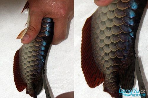 給金龍魚做手術還要縫線嗎圖片 給金龍魚做手術還要縫線嗎圖片 龍魚百科 第21張