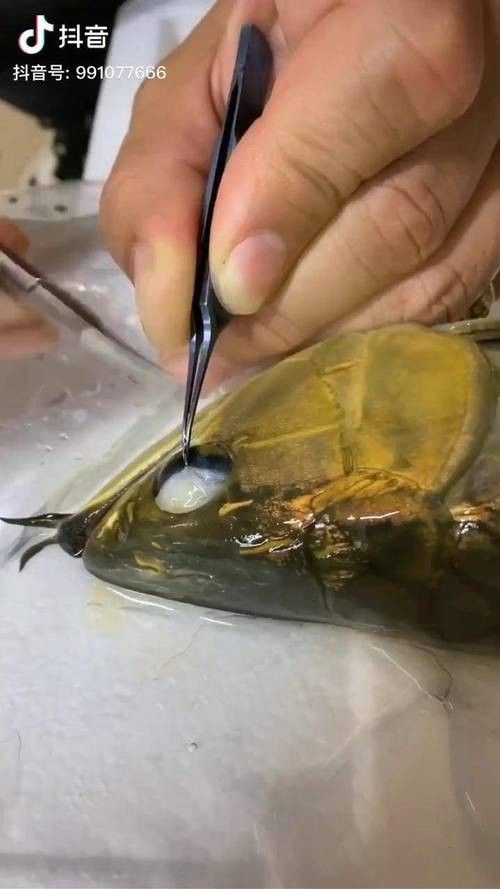 給金龍魚做手術還要縫線嗎圖片 給金龍魚做手術還要縫線嗎圖片 龍魚百科 第20張