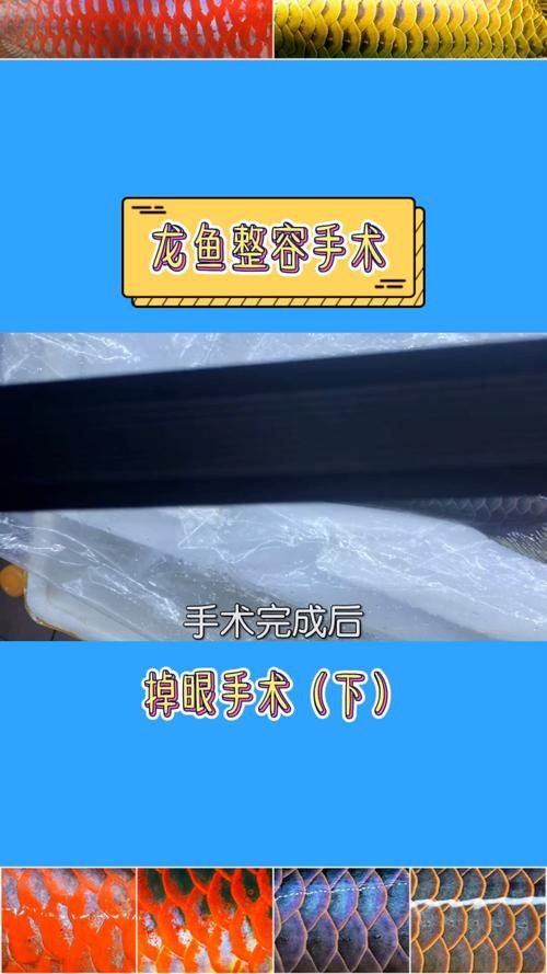 給金龍魚做手術還要縫線嗎圖片 給金龍魚做手術還要縫線嗎圖片 龍魚百科 第25張