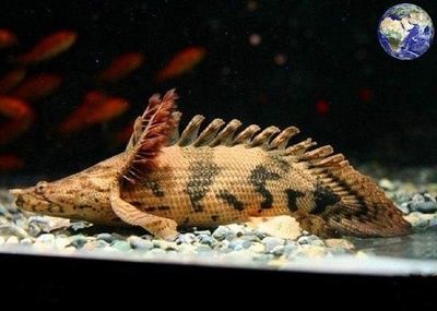 恐龍魚(yú)觀賞魚(yú)：恐龍魚(yú)一般可以活20年或更久牙鯊，恐龍魚(yú)的壽命與體型