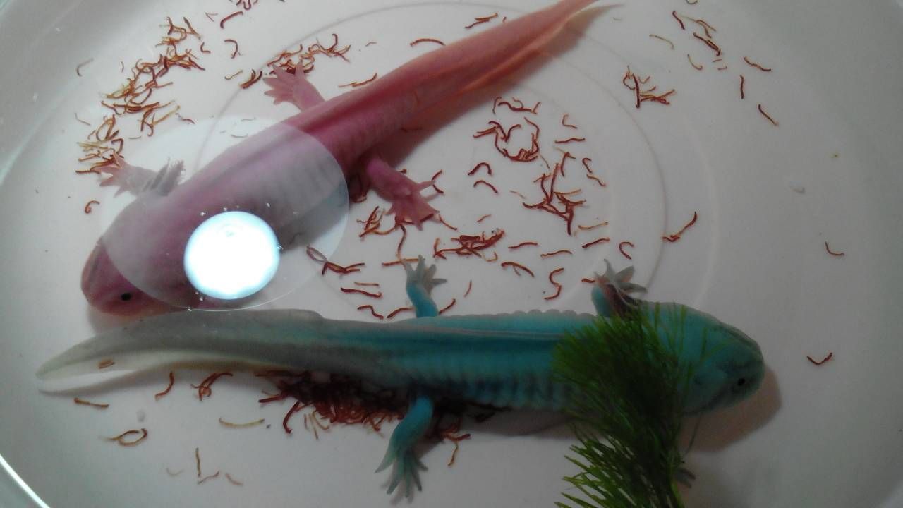 恐龍魚(yú)觀賞魚(yú)：恐龍魚(yú)一般可以活20年或更久牙鯊，恐龍魚(yú)的壽命與體型