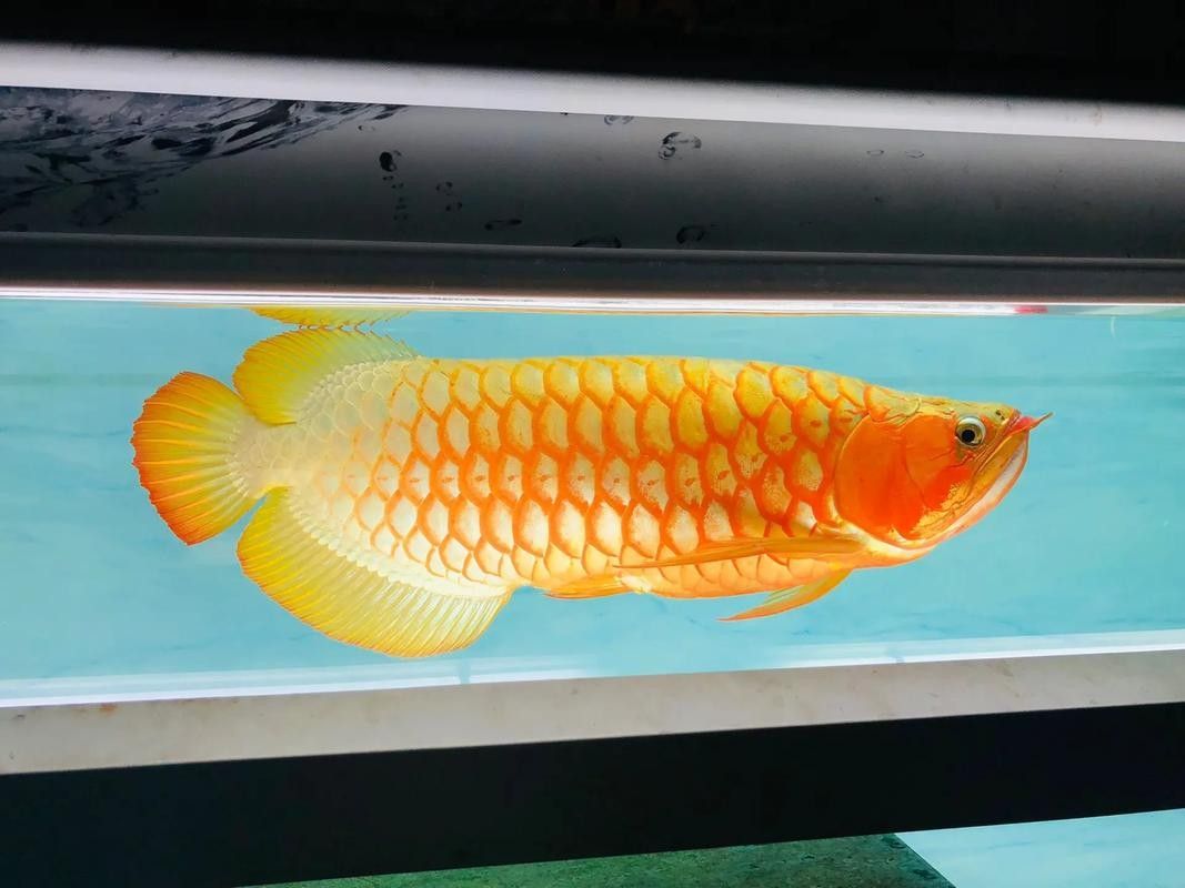 龍魚黃燈和白燈區別圖片