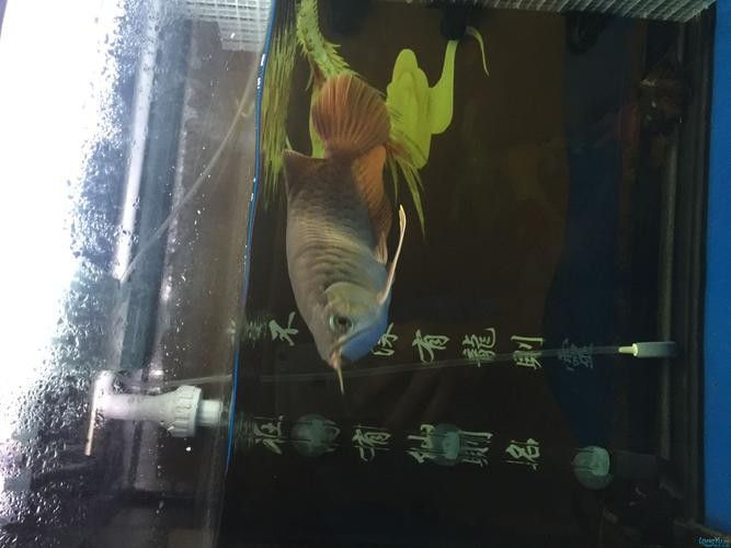 龍魚黃燈和白燈區別圖片