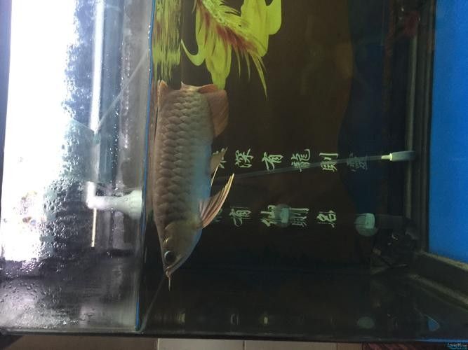 龍魚黃燈和白燈區別圖片