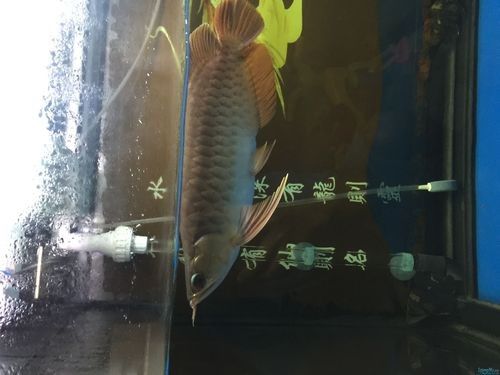 龍魚黃燈和白燈區別圖片