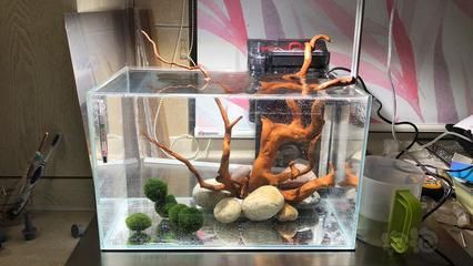 龍魚缸鋪沙：養龍魚可以在缸中鋪沙嗎？