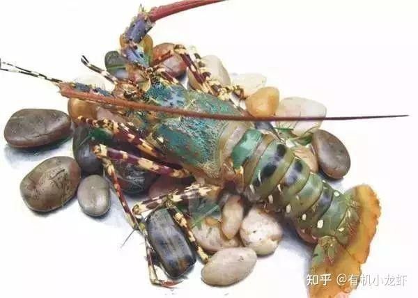 如何烹飪不同品種的龍蝦？