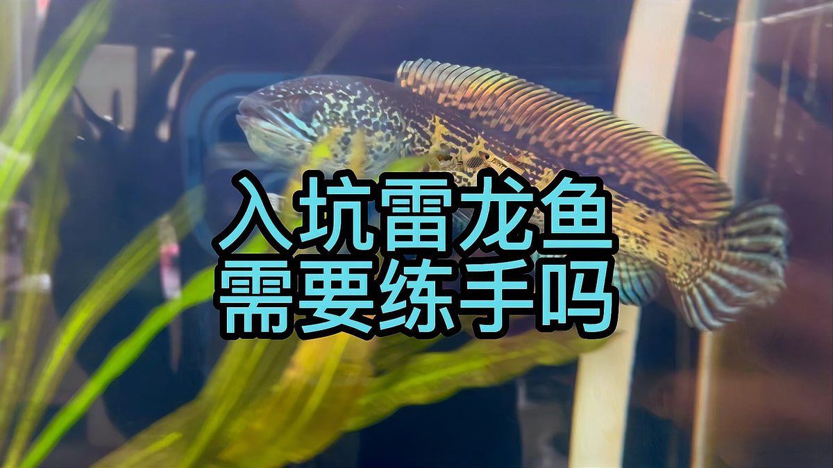 雷龍魚適合新手飼養(yǎng)嗎？