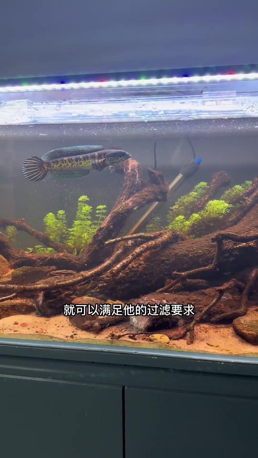 雷龍魚適合新手飼養(yǎng)嗎？